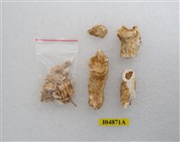 藏品(鹿齒跟骨脊椎)的圖片